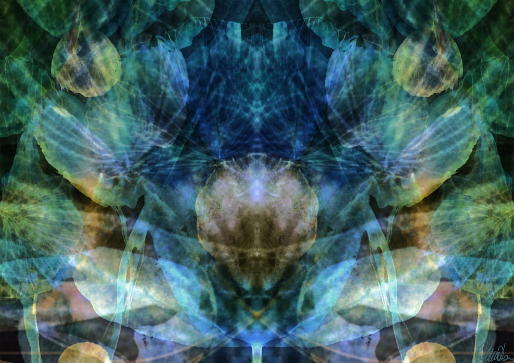 Limited edition fine art print: Flower of Transformation